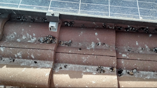 solar panel critter guard