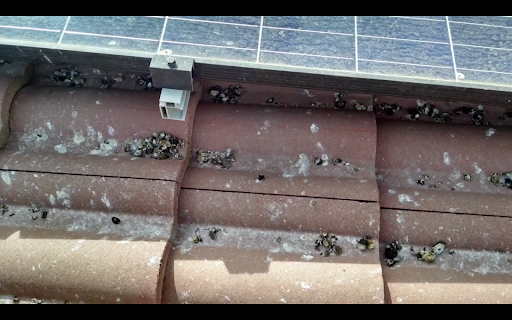 Solar array without critter guard protection
