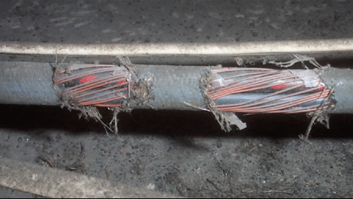 Damaged wires from pests