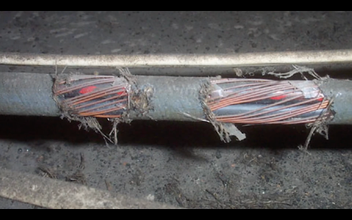 Damaged wires from pests